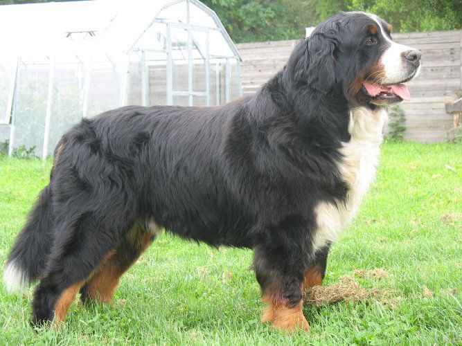 Bernese Mountain Dogs Puppies For Sale In Uk Bernese Mountain Dogs Puppies For Sale In Uk