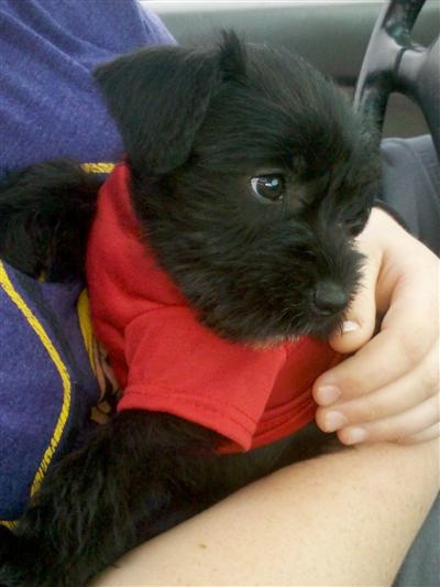 Can I Track My Akc Registered Dogs Puppies Can I Track My Akc Registered Dogs Puppies