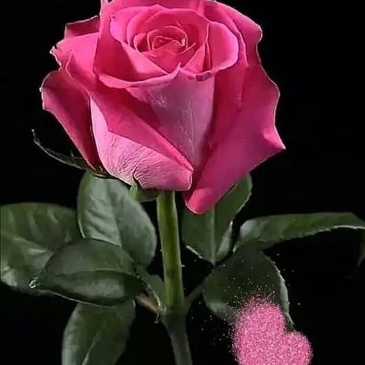 ey yar medinede bir gul var in instagram gonderisi 26 mar 2019 10 25os utc beautiful rose flowers beautiful flowers tea roses