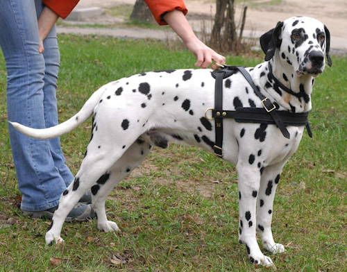 Deg Breeds Best With Cats Deg Breeds Best With Cats