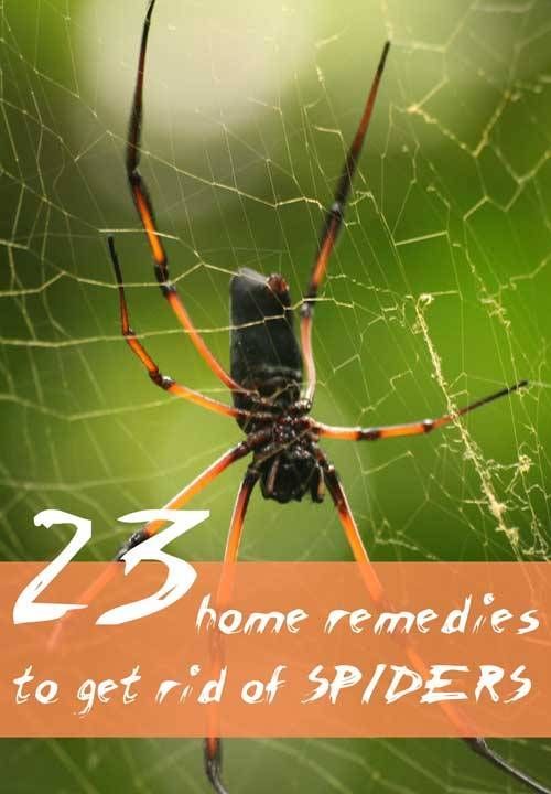 Best 25 Get Rid Of Spiders Ideas On Pinterest How To Repel Beauteous How To Get Rid Of Spiders In Bedroom Review Best 25 Get Rid Of Spiders Ideas On Pinterest How To Repel Fair How To Get Rid Of Spiders In Bedroom Design Inspiration