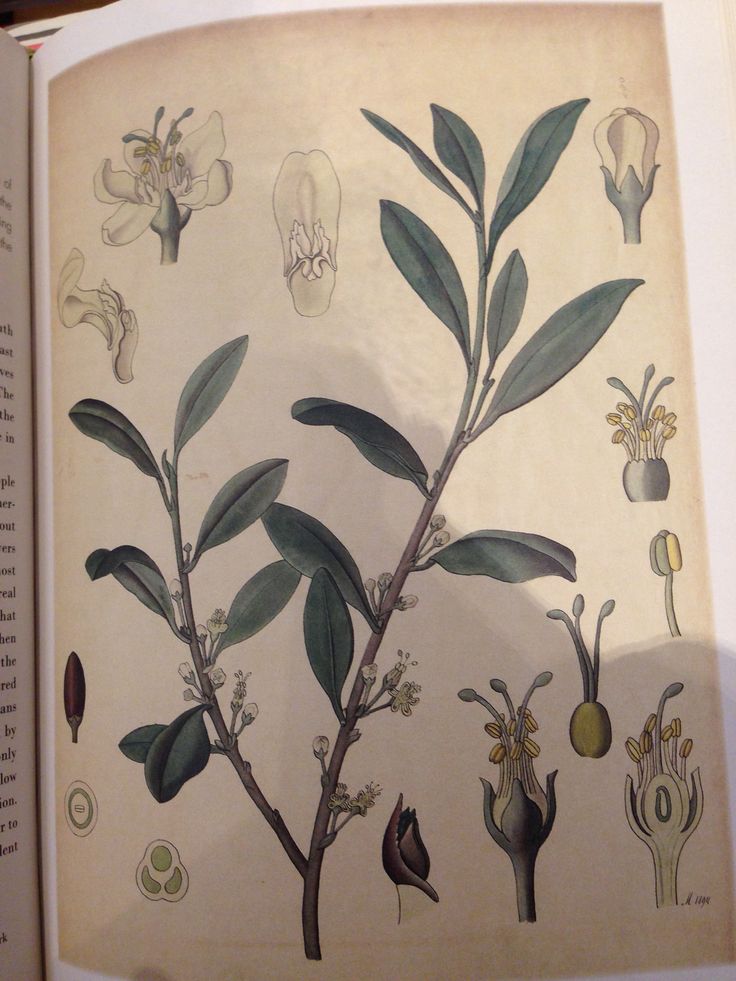 67 best botanical illustration images on pinterest botanical 67 best botanical illustration images on pinterest botanical