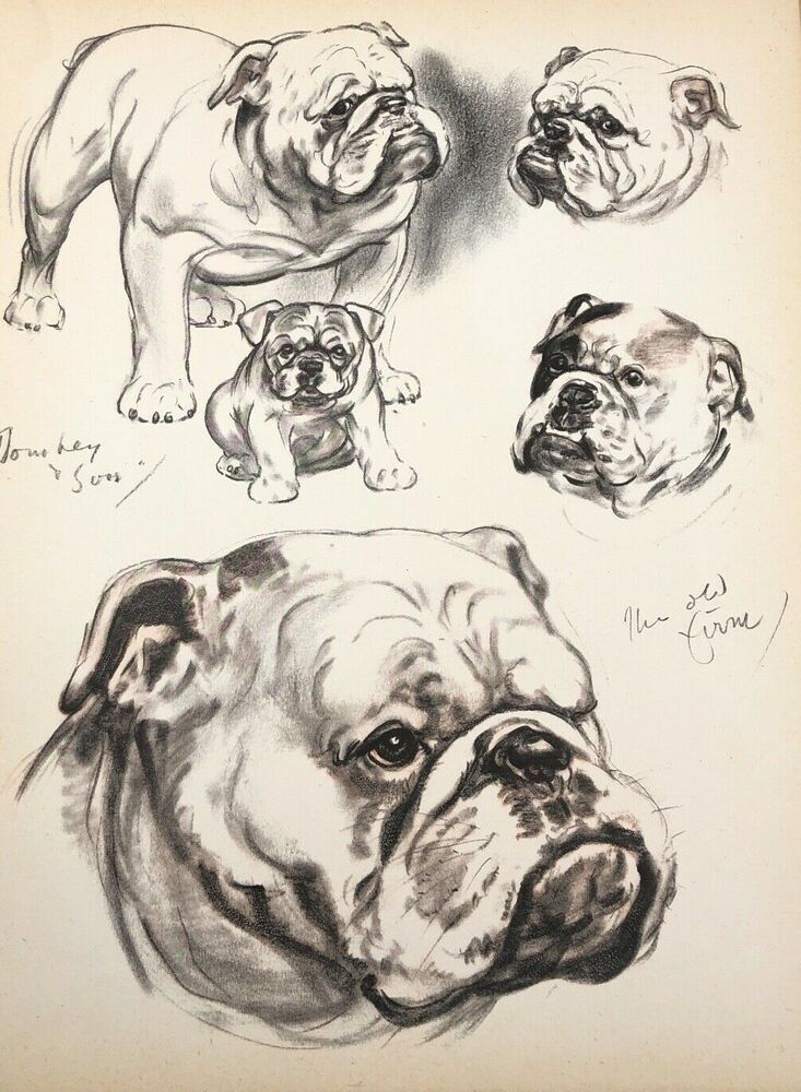 Diana Thorne S Dogs 1944 English Bulldog Lithograph Print Portrait