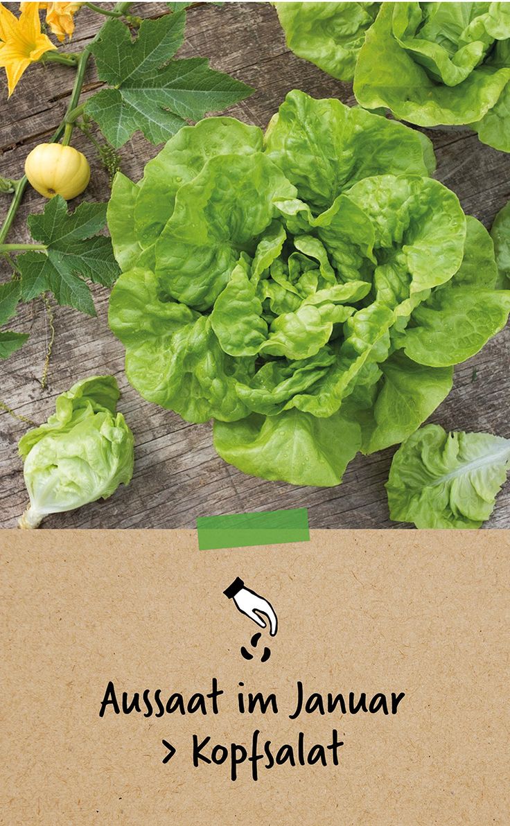 Ab Wann Salat Ins Hochbeet Aussaat im Januar: "Kopfsalat" | Kopfsalat, Bio saatgut, Salat