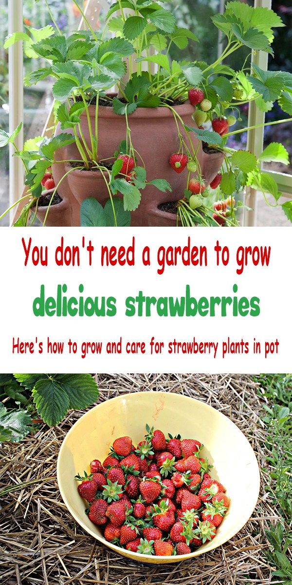 growing strawberries in containers