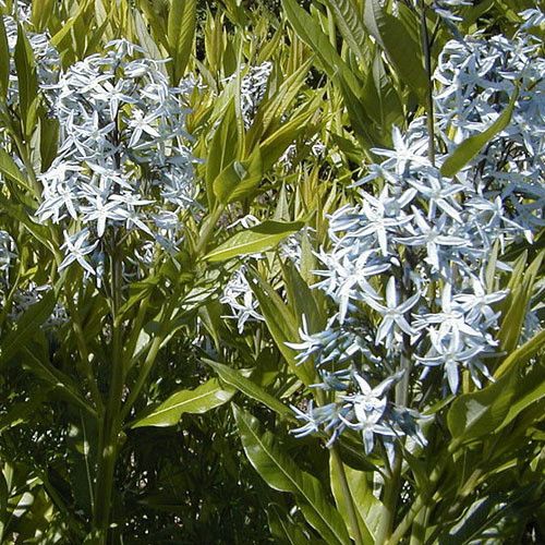 Amsonia Tabernaemontana Plants Planting Flowers Tree