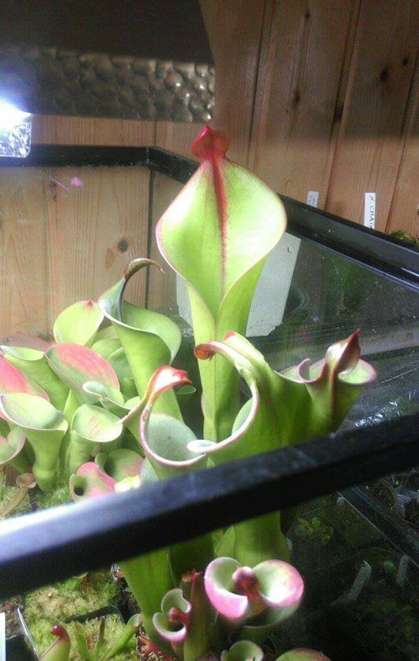 Giant Heliamphora Neblinae Carnivorous Plants Plants Bog Plants Giant Heliamphora Neblinae Carnivorous Plants Plants Bog Plants