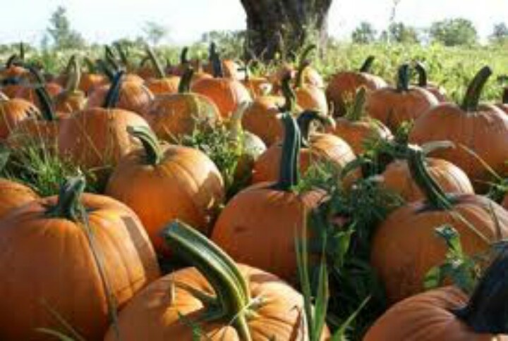 Best Pumpkin Picking Farms Long Island Best Pumpkin Picking Farms Long Island
