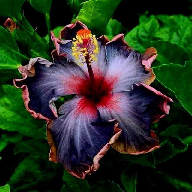 Black Rainbow Hibiscus Rosa Sinensis Planting Flowers Black Flowers Plants