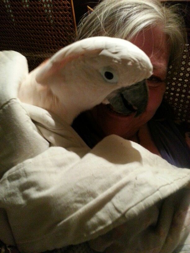 florida parrot rescue dot com s ch the moluccan florida parrot rescue dot com s ch the moluccan
