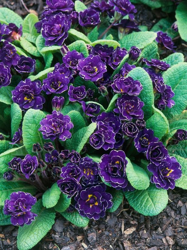 Shade Loving Container Plants In The Garden Pinterest Shade Loving Container Plants In The Garden Pinterest And
