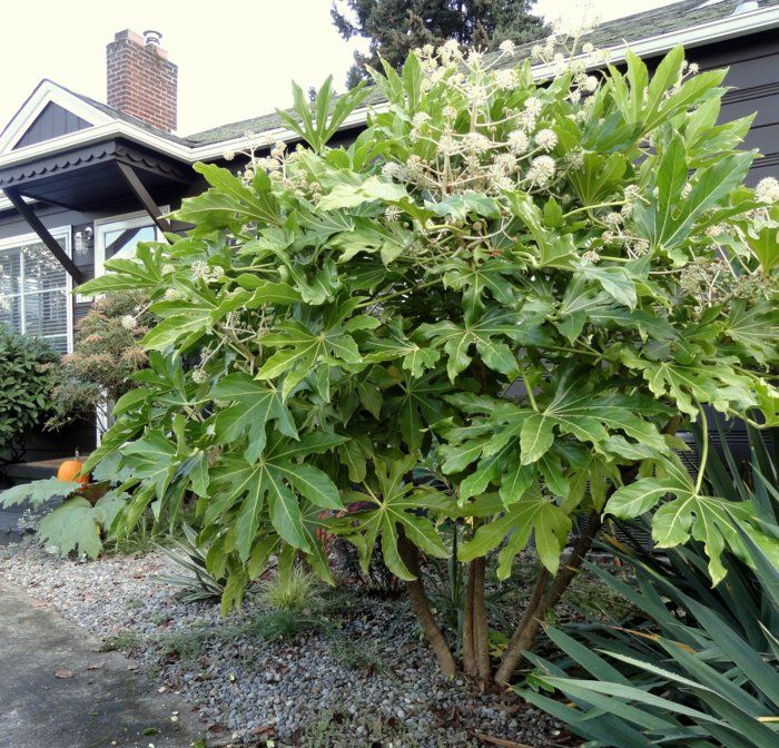 32 best Pflanzen images on Pinterest House plants, Nailed it and - gartenpflanzen winterhart immergrun 32 best Pflanzen images on Pinterest House plants, Nailed it and - gartenpflanzen winterhart immergrun