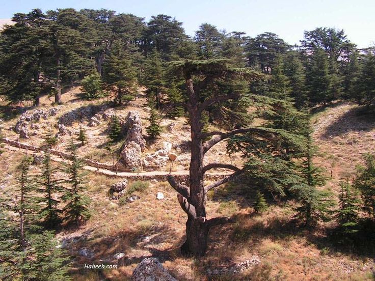 cedar valley middle eastern single men Lebanon officially known as the lebanese republic (arabic: الجمهورية اللبنانية al-jumhūrīyah evidence dating back to an early settlement in lebanon was found in byblos, the valley is 180 km (112 mi) long and 10 to 26 km (6 to 16 mi) wide, in the akkar district, and the forest of the cedars of god near bsharri. cedar valley middle eastern single men Lebanon officially known as the lebanese republic (arabic: الجمهورية اللبنانية al-jumhūrīyah evidence dating back to an early settlement in lebanon was found in byblos, the valley is 180 km (112 mi) long and 10 to 26 km (6 to 16 mi) wide, in the akkar district, and the forest of the cedars of god near bsharri.