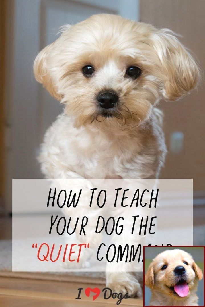 Potty Training A Puppy On Fake Grass And Dog Training Classes
