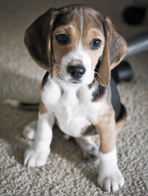 Beagle Friendly And Curious Cute Beagles Cute Animals Beagle