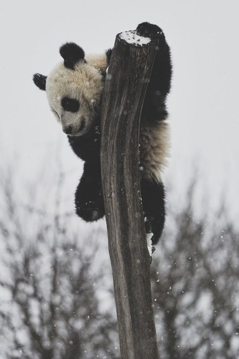 12 best I Love Animals images on Pinterest i love animals