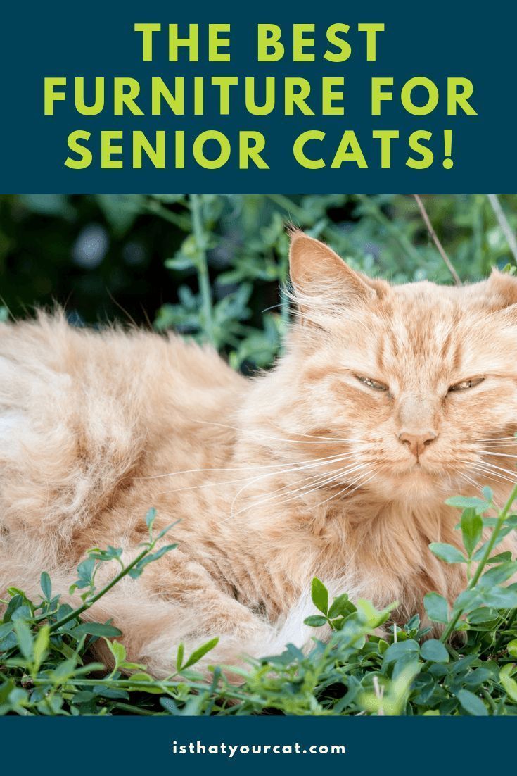 toys for senior cats