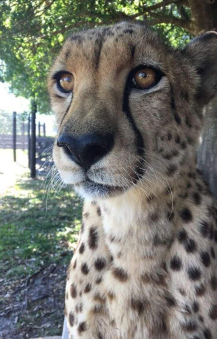 Top Ten Biggest Cats Big Cats Wild Cats Large Cat Breeds