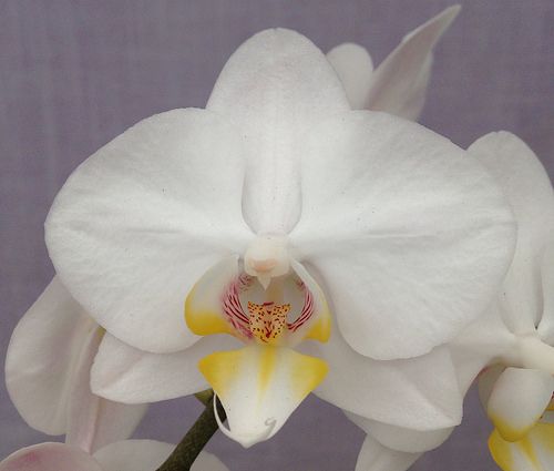 Phalaenopsis I-Hsin Snow Ball (Be White x amabilis) Z-21388 ...