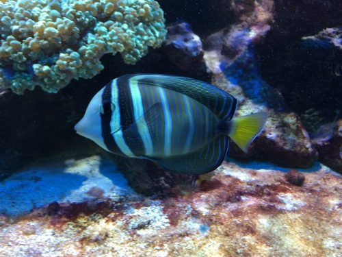 Red Slime Algae In Reef Tank Causes Solutions In 2020 Coral Reef Aquarium Reef Tank Reef Aquarium