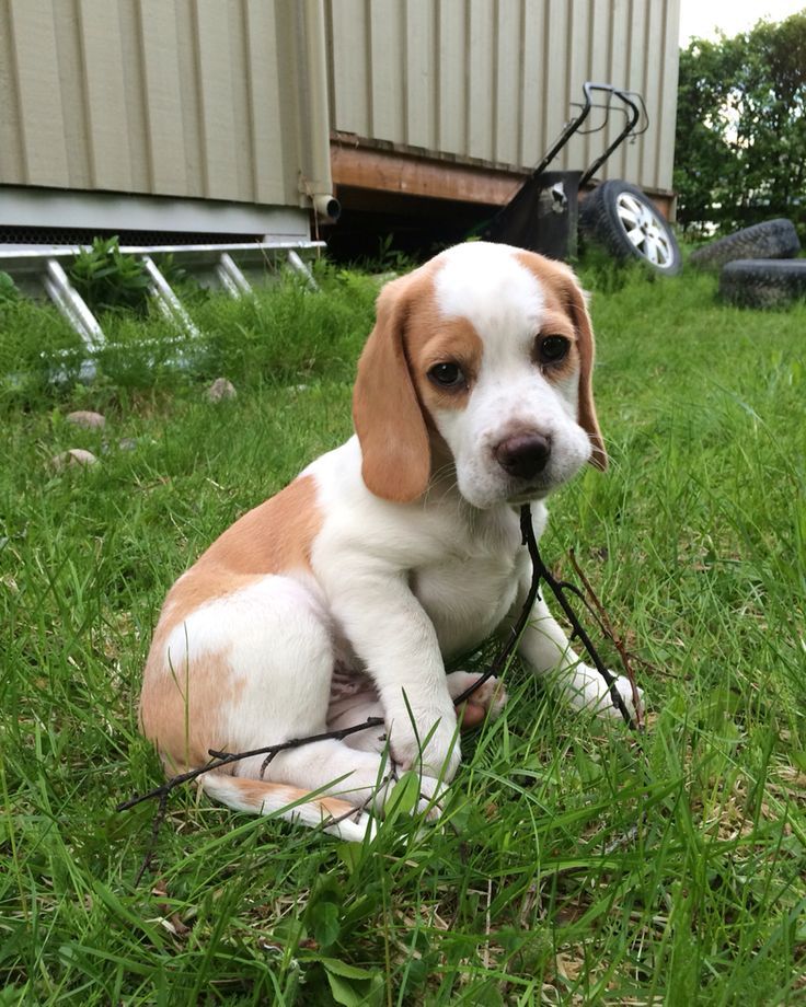 puppy lemon 25 b 228 sta lemon beagle id 233 erna p 229 beagle valp beaglevalpar och beaglar puppy lemon 25 b 228 sta lemon beagle id 233 erna p 229 beagle valp beaglevalpar och beaglar
