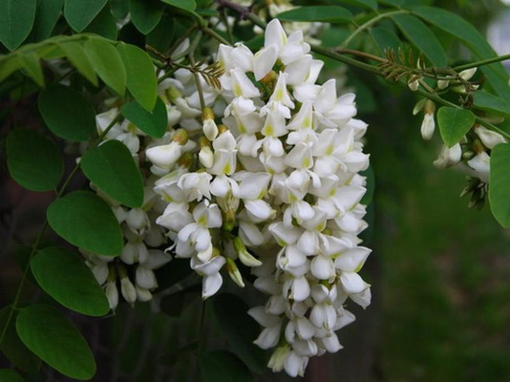Акация белая кустарник