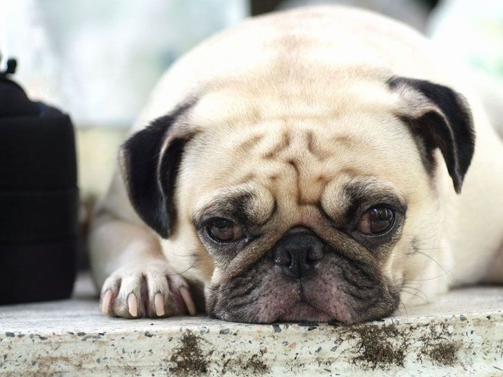 best names for a pug best 25 pug names ideas on pug puppies pugs and pugs best names for a pug best 25 pug names ideas on pug puppies pugs and pugs
