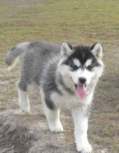 118 best pomsky images on pinterest fluffy pets animal babies and siberian husky pomeranian mix full size