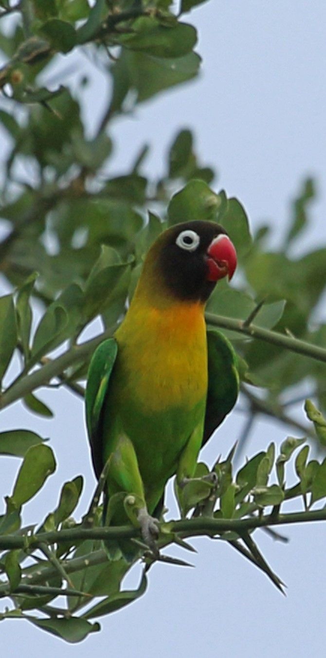 Inseparable Cabecinegro Yellow Collared Lovebird Schwarzkopfchen Inseparable Masque Love Birds Parrot Inseparable Cabecinegro Yellow Collared Lovebird Schwarzkopfchen Inseparable Masque Love Birds Parrot