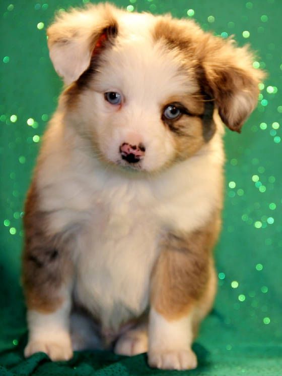 australian shepherd puppies for sale pinterest u0027teki 25 u0027den fazla en iyi aussie puppies for sale fikri australian shepherd puppies for sale pinterest u0027teki 25 u0027den fazla en iyi aussie puppies for sale fikri