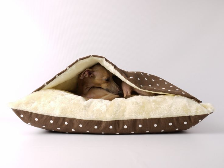 best 61 italian greyhound images on pinterest | other best 61 italian greyhound images on pinterest | other