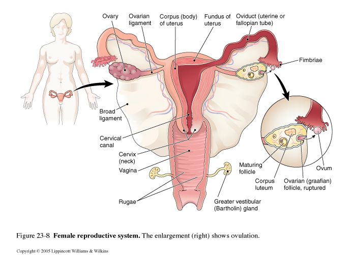 Image Result For Female Reproductive System Pictures Real Pdf Female Reproductive System Reproductive System System
