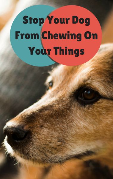 Dog Whisperer Potty Training Tips Dog Whisperer Potty Training Tips