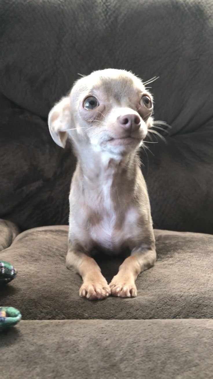 How Old Is My Chihuahua In Dog Years How Old Is My Chihuahua In Dog Years