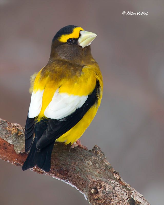 best 25 ontario birds ideas on pinterest pictures of best 25 ontario birds ideas on pinterest pictures of