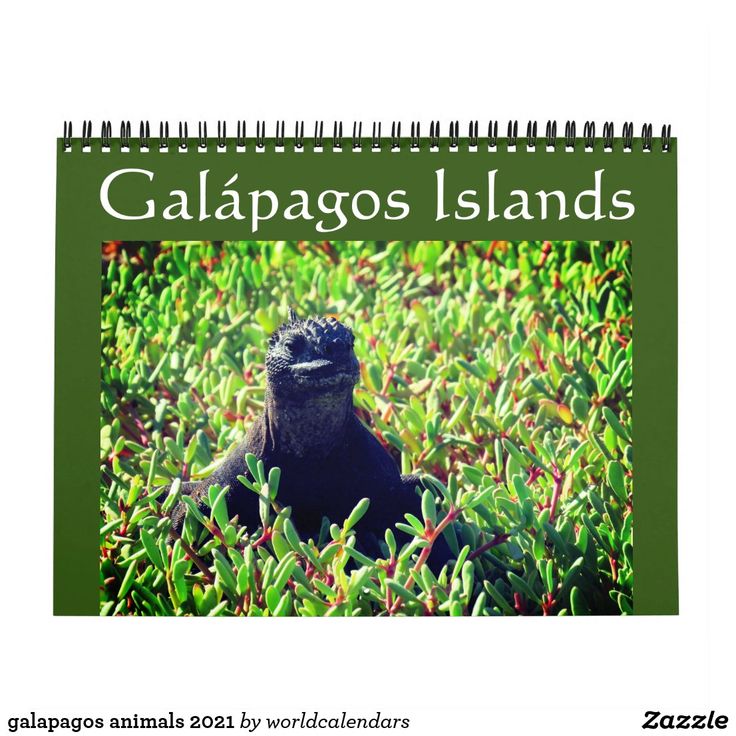 galapagos animals 2025 calendar Zazzle Galapagos, Animals, Travel galapagos animals 2025 calendar Zazzle Galapagos, Animals, Travel