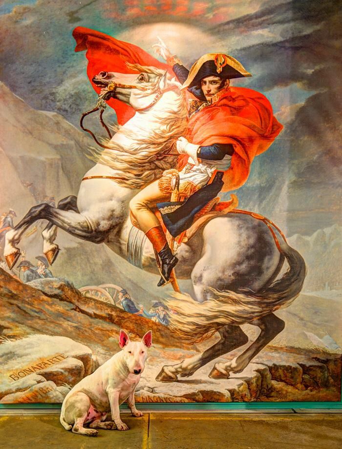 Napoleon's pets © Alice van Kempen - Bull Terrier Photography ... Napoleon Bonaparte Horse Painting
