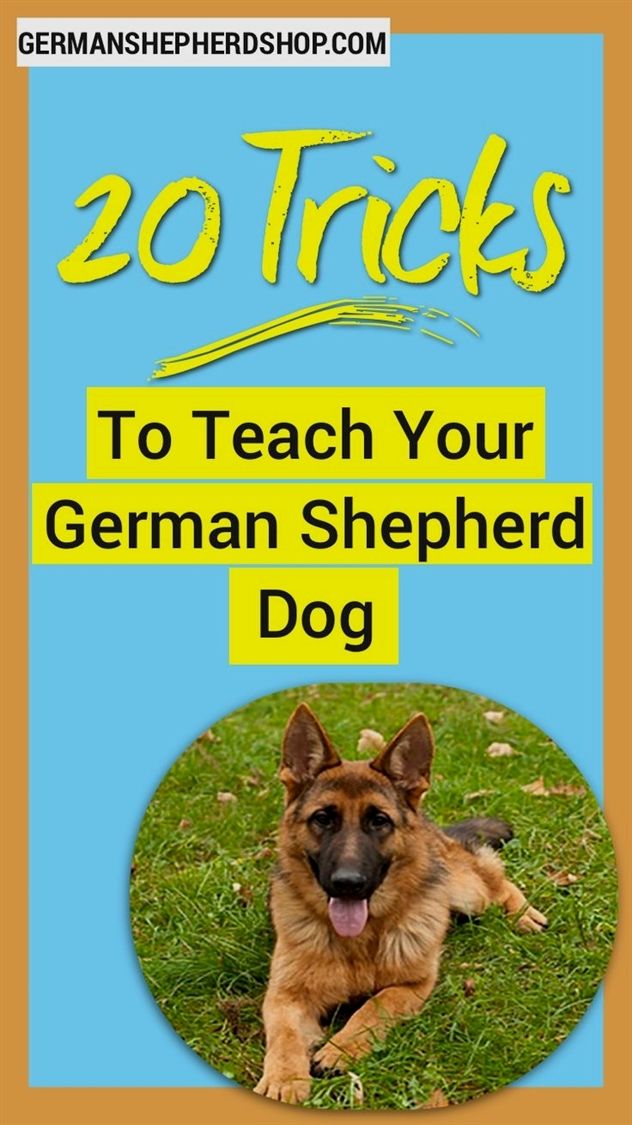 Pin On Dog Training Camp