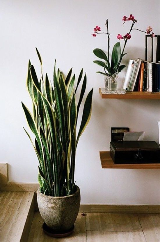 Best 25 Office Plants Ideas On Pinterest Indoor Inside And Low Light No Sunlight T best office plants no sunlight. Best 25 Office Plants Ideas On Pinterest Indoor Inside And Low Light No Sunlight T