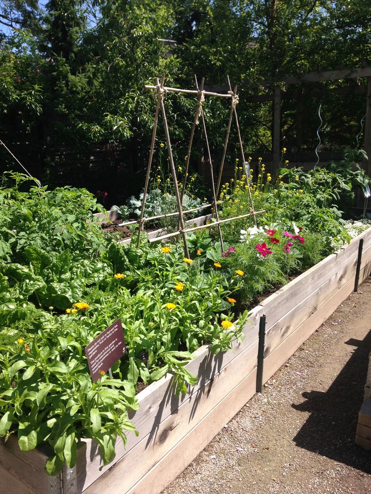 New Garden Ideas 2014 285 best edible garden ideas images on pinterest | edible garden New Garden Ideas 2014 285 best edible garden ideas images on pinterest | edible garden