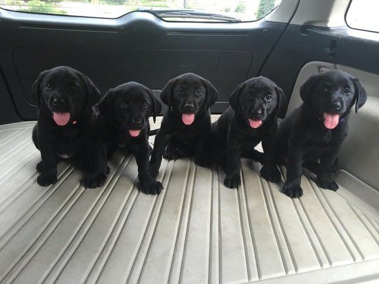 731 best Pets & Animals images on Pinterest