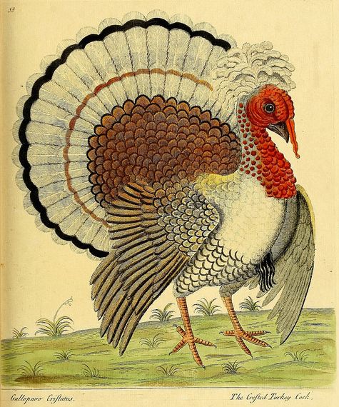 240 besten thanksgiving bilder auf pinterest klassisches gobble gobble