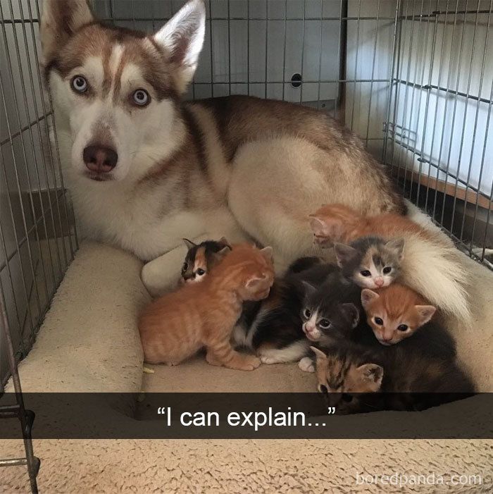 50 Hilarious Dog Snapchats That Are Impawsible Not To Laugh At