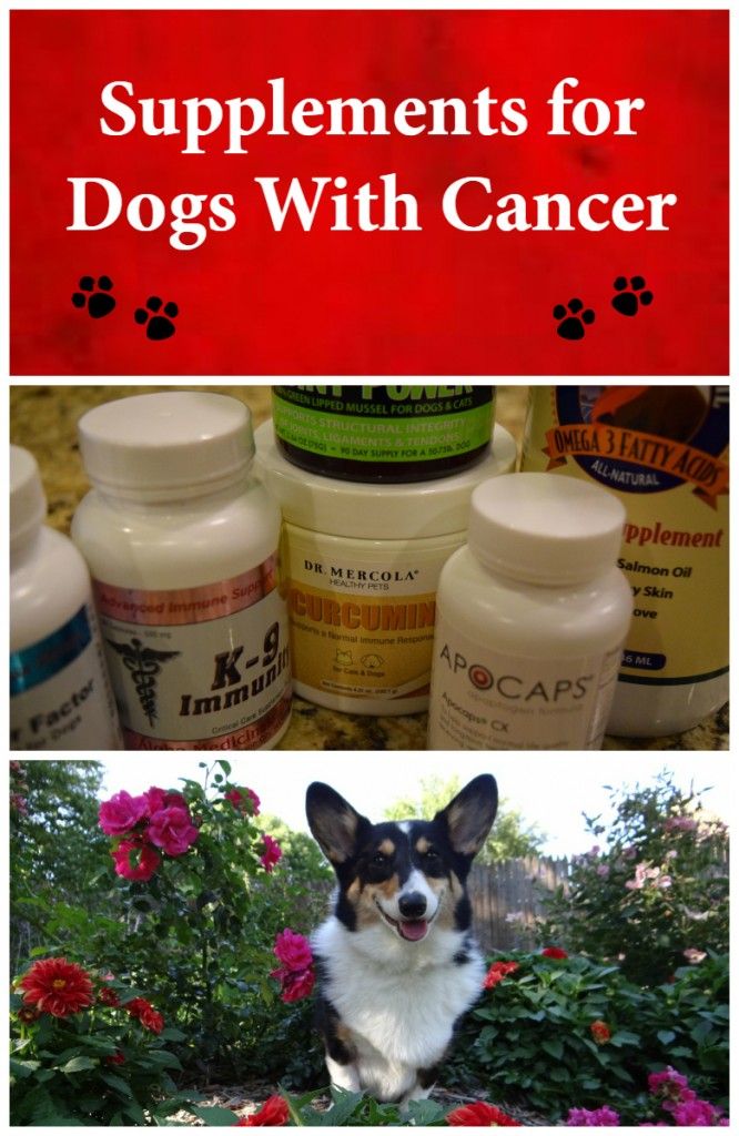 Can Dogs Eat Milk Thistle Can Dogs Eat Milk Thistle