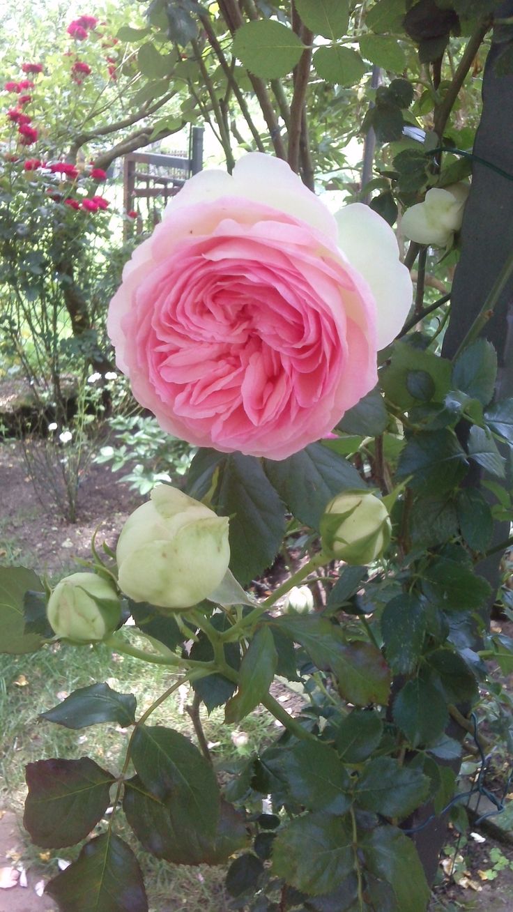 Melania Rose Garden Before 2 D51E431394510256Eb1B812F2B13B41A Meilland Jacques