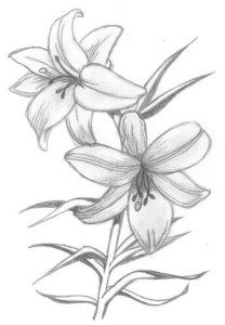 Learn to draw beautiful flowers - #learntodraw #learntodrawflowers ...
