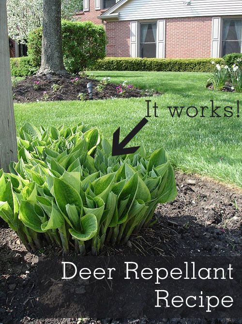recipe for deer repellant spray that actually stop deer eating your plants completely safe and recipe for deer repellant spray that actually stop deer eating your plants completely safe and