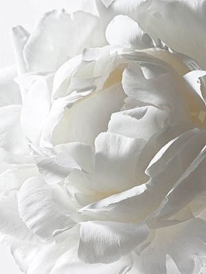 50 Best Love For White Flowers Images On Pinterest Biała Peonia Ogród Garden Flower White Peonies Más