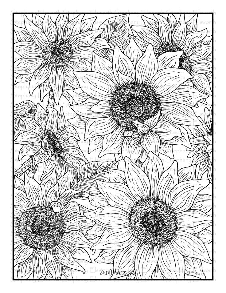 Download sunflowers wm JPG | Coloring pages, Sunflower coloring pages, Printable flower coloring pages