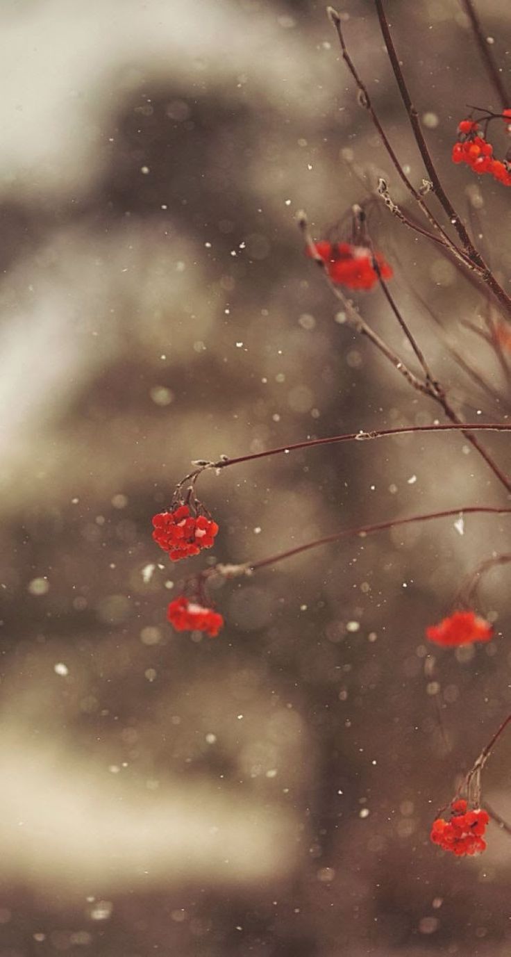 "hello winter" iPhone 6 wallpaper - Google Search iPhone X Wallpaper 528187862532589918 3 "hello winter" iPhone 6 wallpaper - Google Search iPhone X Wallpaper 528187862532589918 3